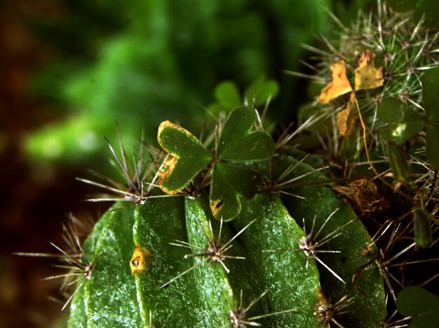 Close-up of green plant