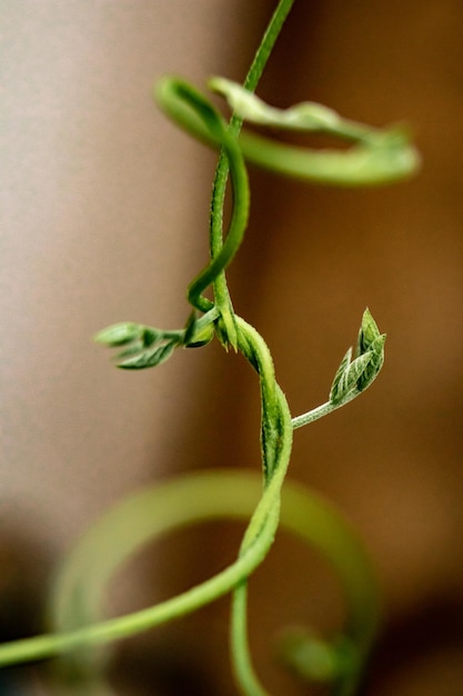 Foto prossimo piano dell'impianto verde