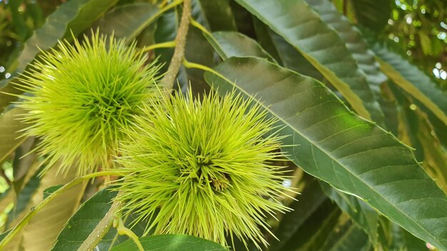 Close-up of green plant