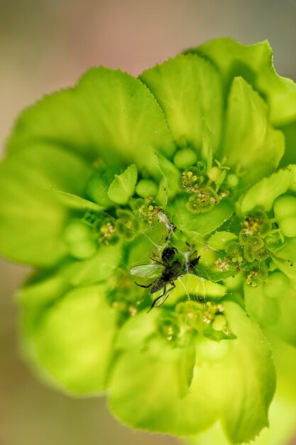 Close-up of green plant