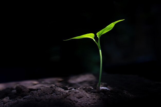 Close-up of green plant