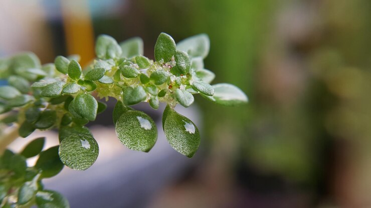 Photo close-up of green plant
