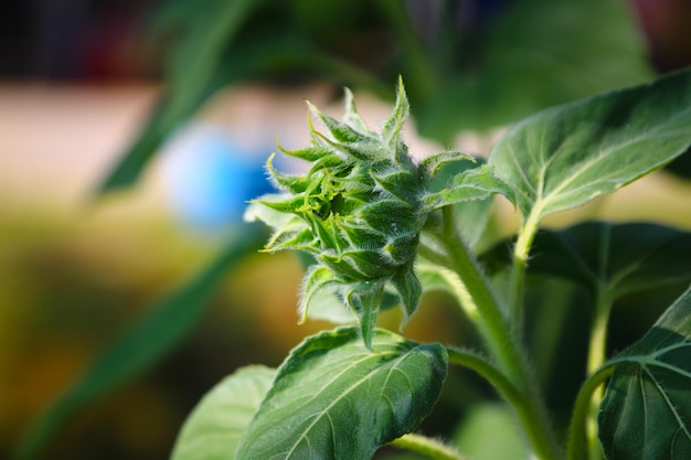 Photo close-up of green plant