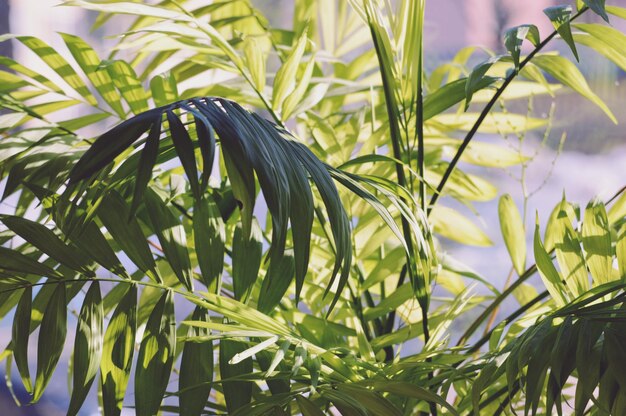 Photo close-up of green plant