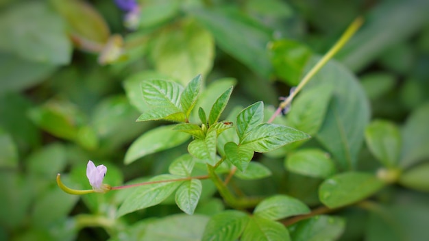 Photo close-up of green plant