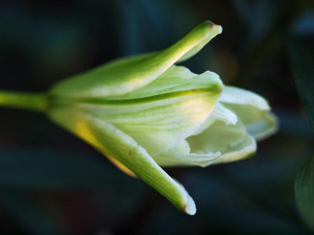 Photo close-up of green plant