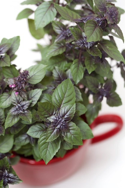 Photo close-up of green plant