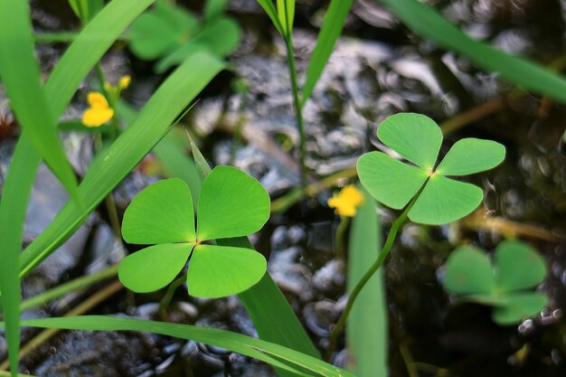 Photo close-up of green plant