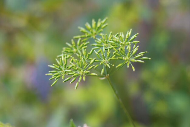 Foto prossimo piano dell'impianto verde