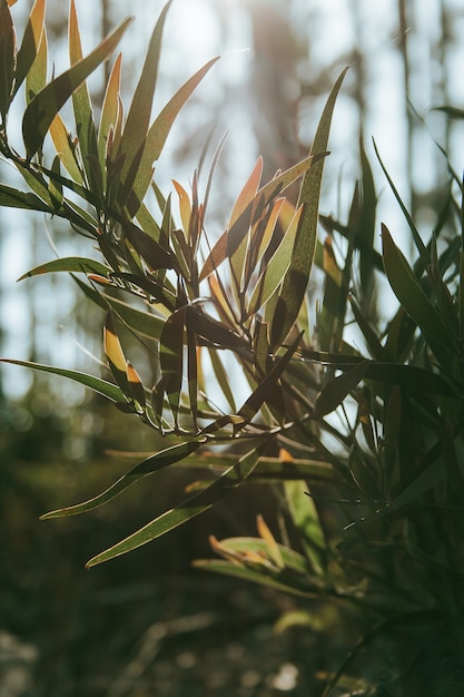 緑の植物のクローズアップ