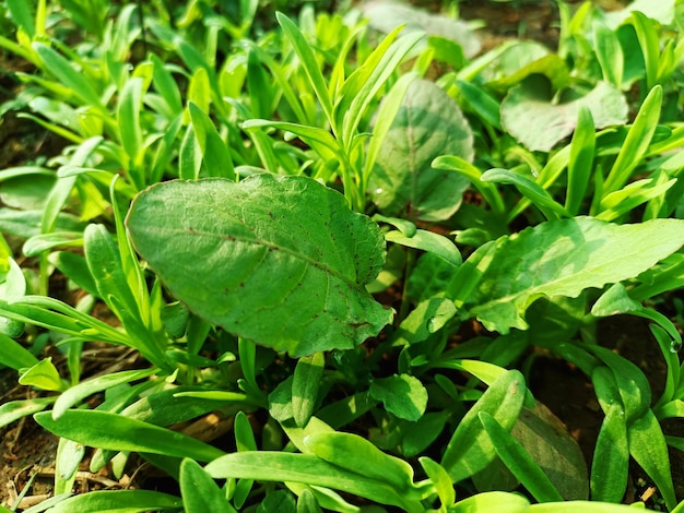 A close up of a green plant