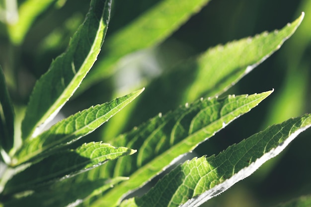 A close up of a green plant