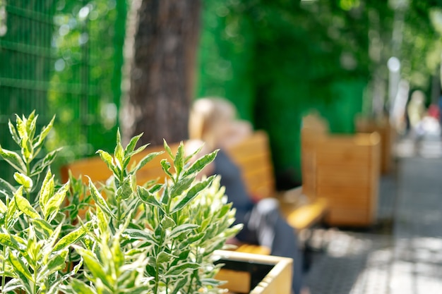 녹색 식물을 닫고 녹색 나무에 있는 여름 공원의 나무 벤치에 앉아 있는 흐릿한 여성과