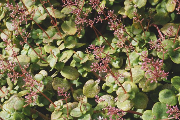 Photo close-up of green plants on plant