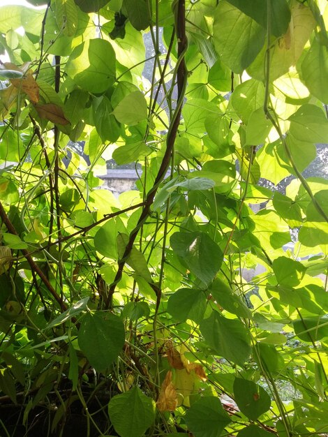 Close-up of green plants on tree