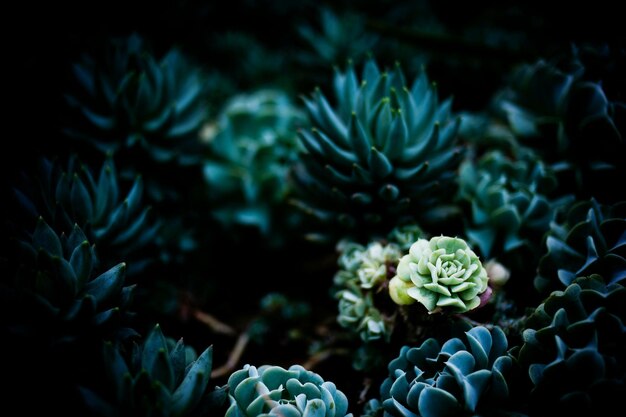 Photo close up of green plants