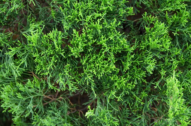 Photo close-up of green plants