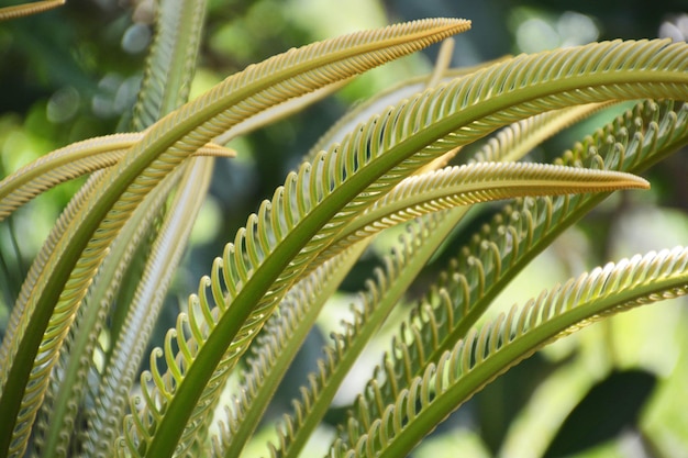 close-up of green plants