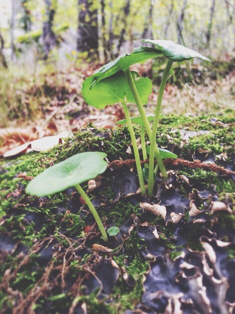 Photo close-up of green plants