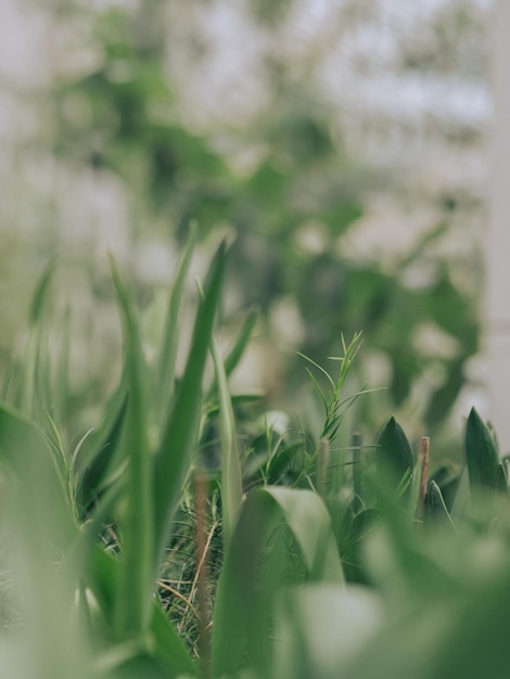 緑の植物のクローズアップ