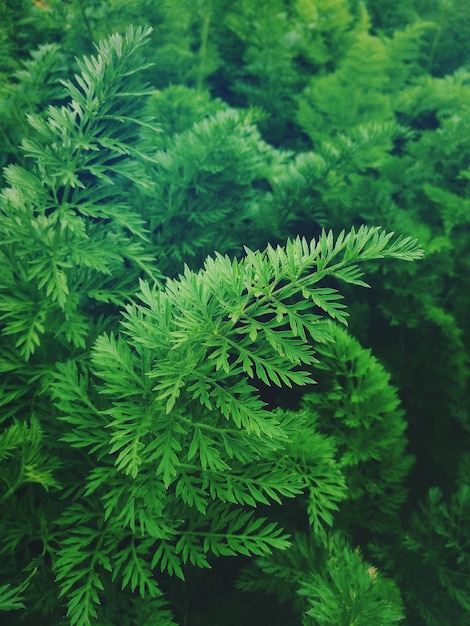 Close-up of green plants