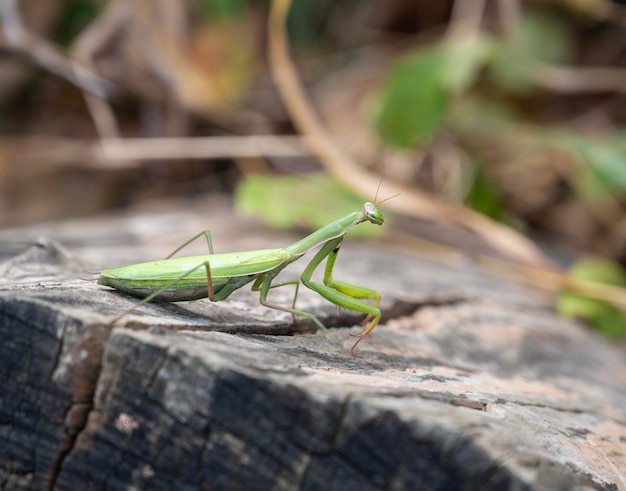 Foto prossimo piano della mantis religiosa verde all'aperto