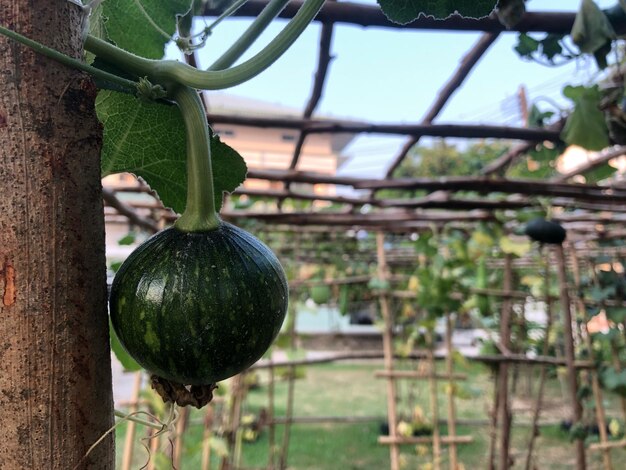 Photo close-up of green pumpkin growing on wooden frame