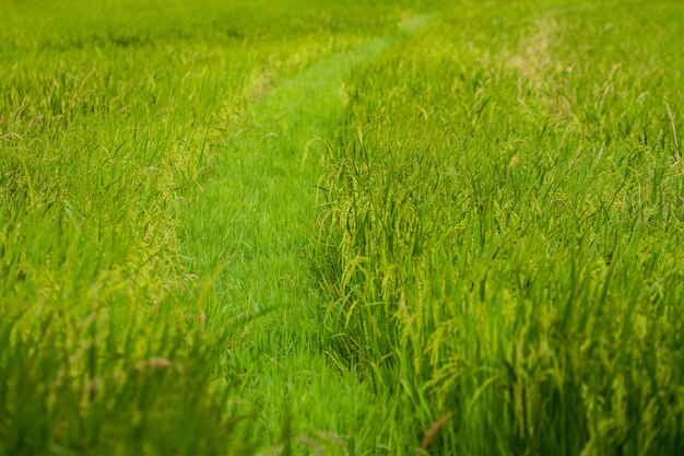 Close-up of green rice field