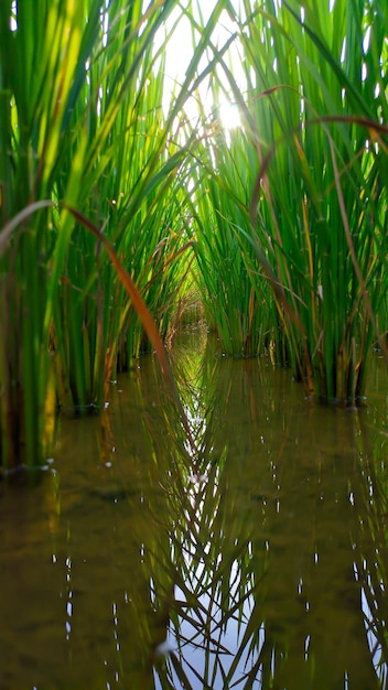 close up of green rice plant and water