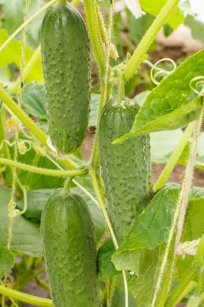 Close-up green ripe cucumbers on a bush with leaves. Cucumber growing in the greenhouse.