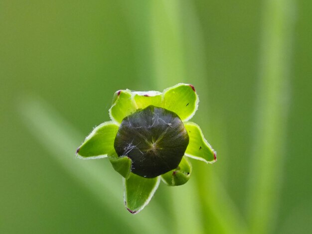 Close-up of green rose on leaf