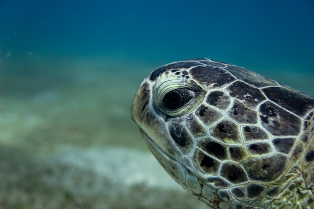 Close up on green sea turtle or Chelonia Mydas in the sea