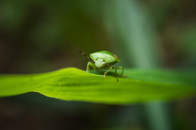 Photo close-up of green shield bug on leaf