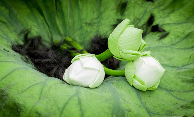 Foto close-up di verde che dorme sul letto