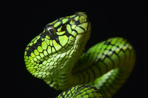 Foto close-up di un serpente verde su uno sfondo nero