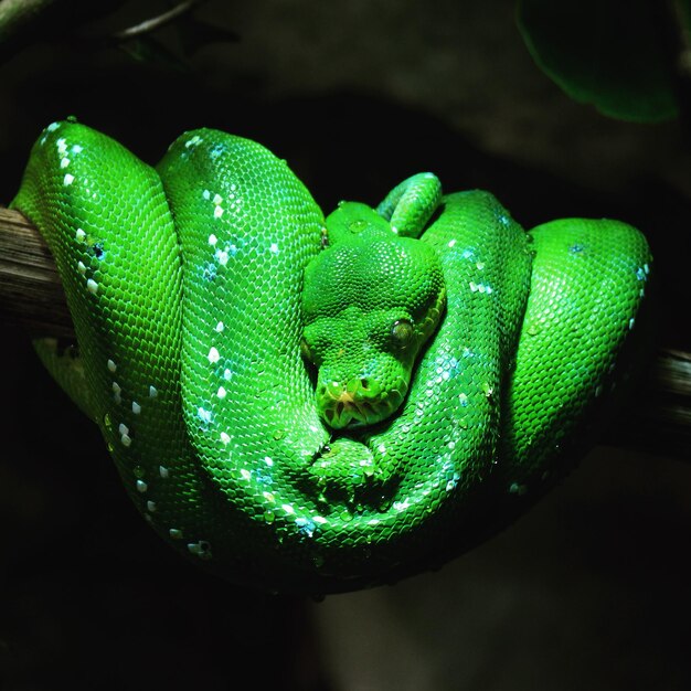 Photo close-up of green snake on branch