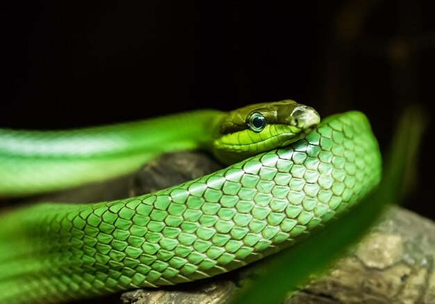 Photo close-up of green snake on leaf