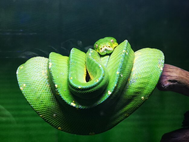 Close-up of green snake