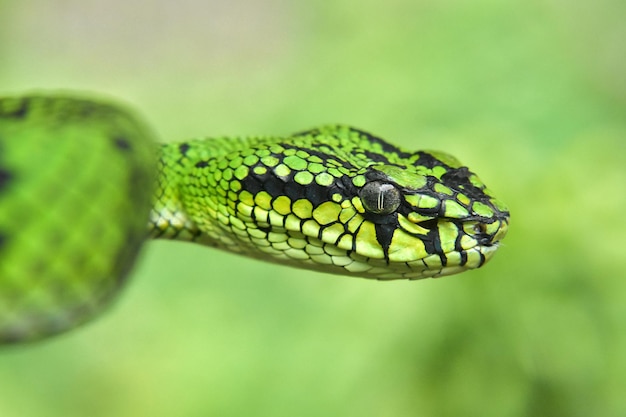 Photo close-up of green snake