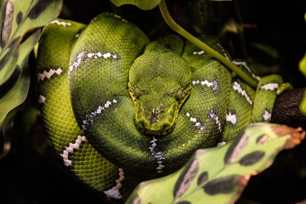 Photo close up of green snake