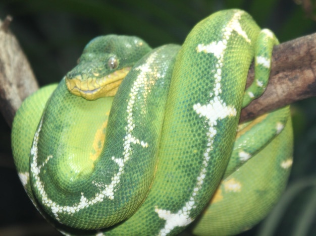 Close-up of green snake