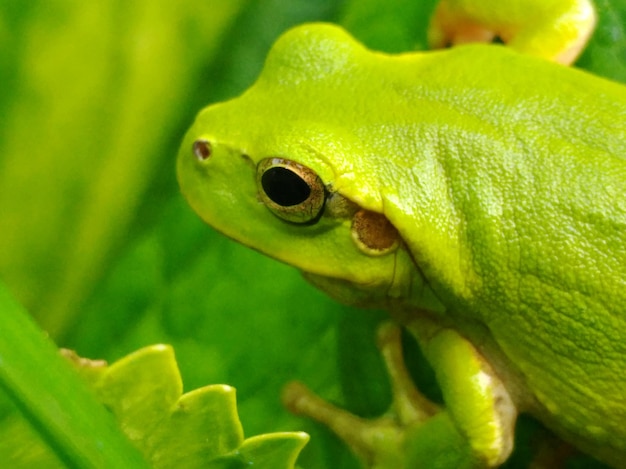 Foto prossimo piano del serpente verde