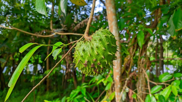 close up of green soursop fruit