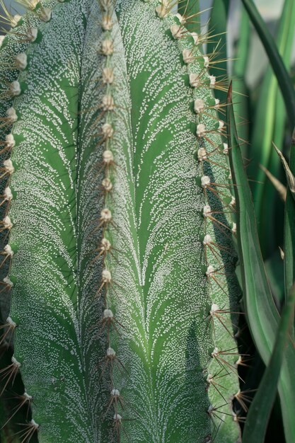 Primo piano sul cactus appuntito verde su sfondo sfocato