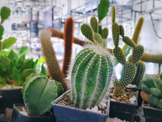 Close-up Green Spiky Potted Cactus Plant with Selective Focus