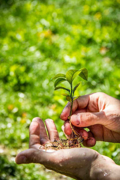 Close up on green sprout with roots held in hands