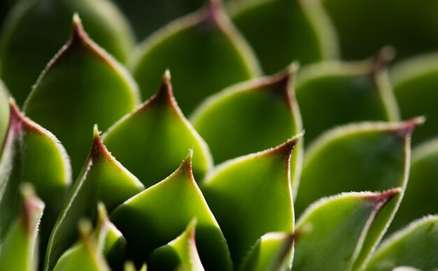 close up on green succulent plant texture