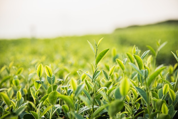 close up of green tea leaf in the morning