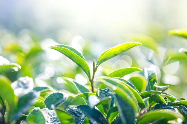 緑茶の葉の芽を茶畑の自然の背景でクローズアップ