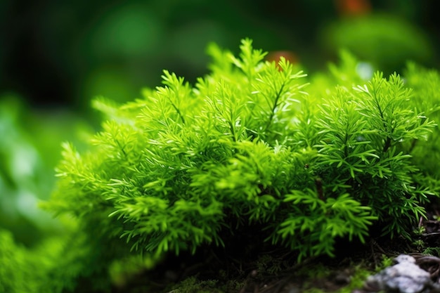 Close up of a green tea shrub growing in nature